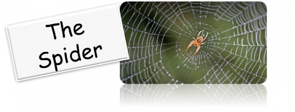 spider