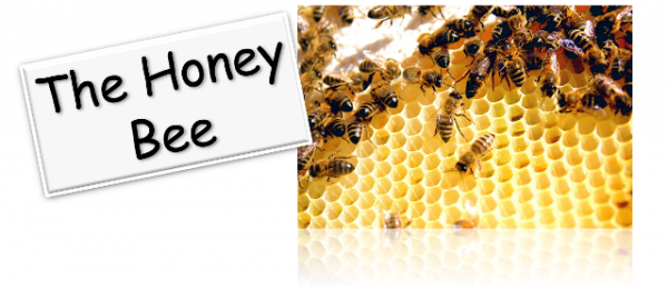 bee