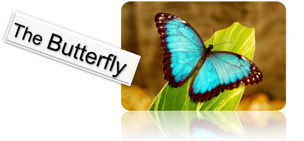 butterfly