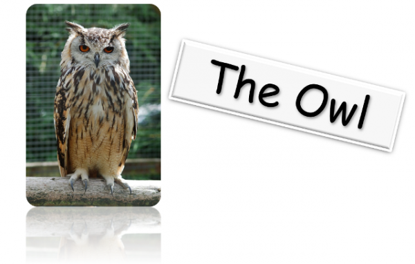 owl