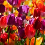 AdobeStock tulips