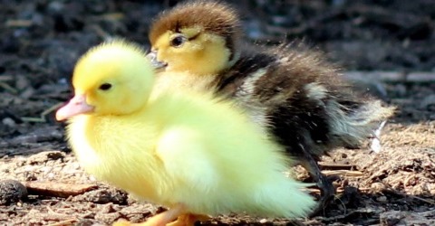 duckling thumbnail