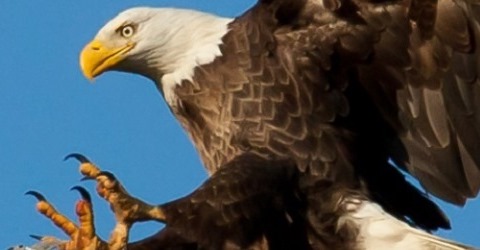 eagle thumbnail