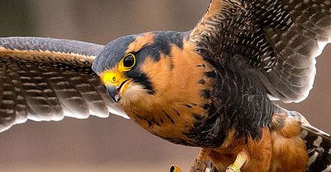 falcon thumbnail