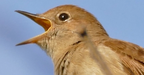 nightingale thumbnail
