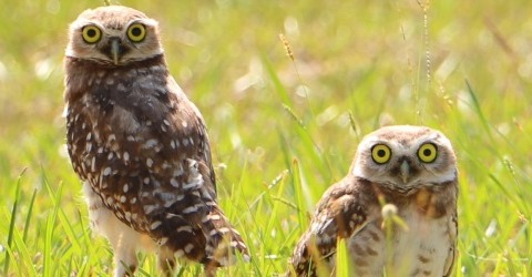owl thumbnail