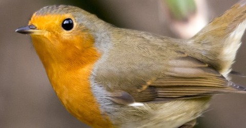 robin thumbnail