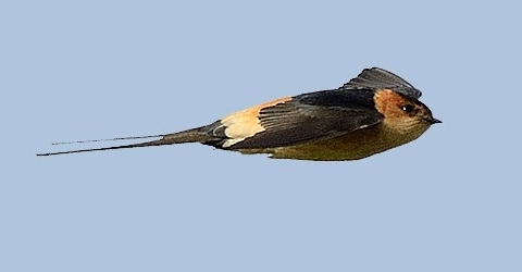 swallow thumbnail